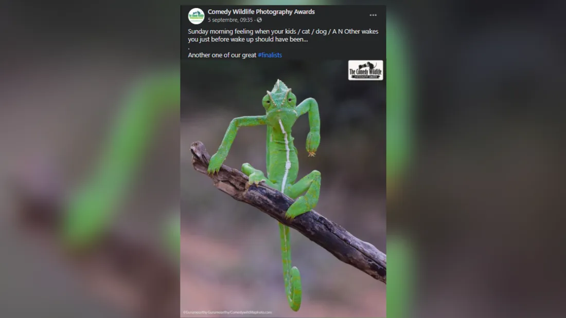 Comedy Wildlife Photography Awards 2021