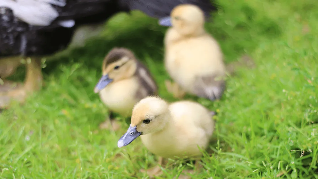 Vendée : un troisième foyer de grippe aviaire détecté