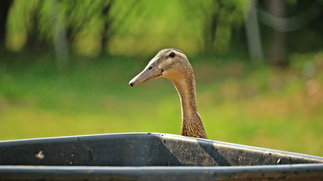 La grippe aviaire s'étend dans les Pays de la Loire