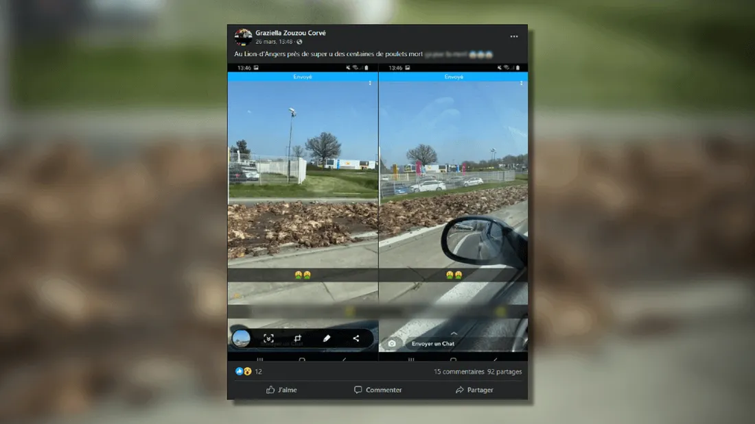 Maine-et-Loire : un camion perd des centaines de canards morts sur la route