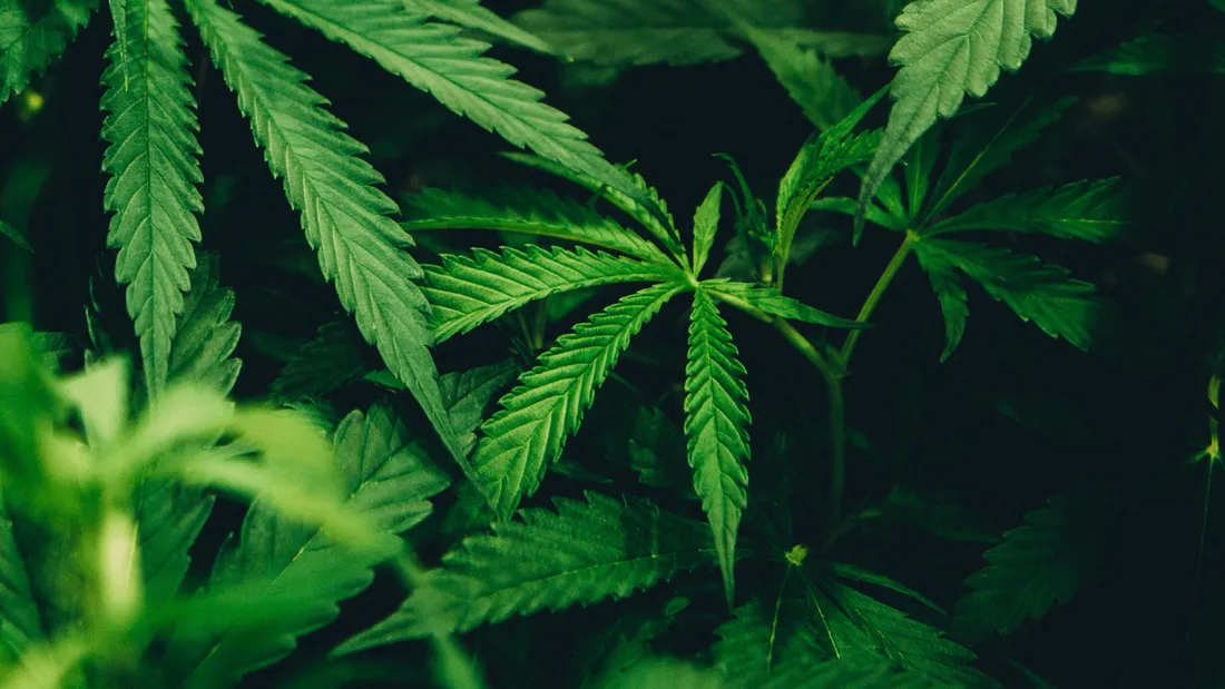 Un Australien de 62 ans arrêté pour avoir vendu de la drogue depuis sa maison de retraite