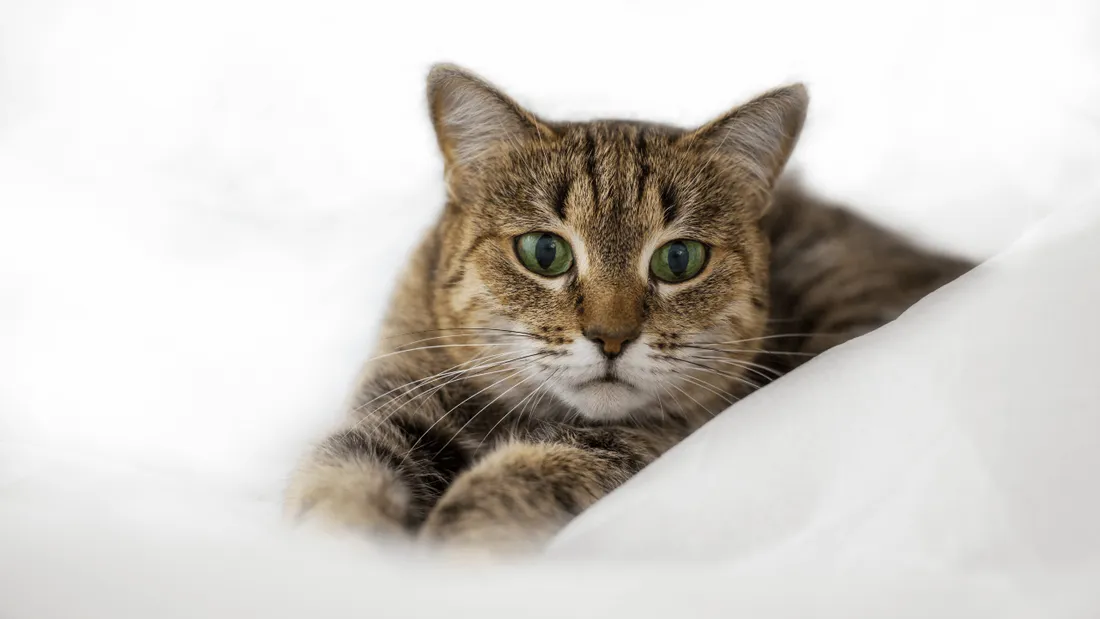 Un "tueur de chats" recherché dans cette commune bretonne