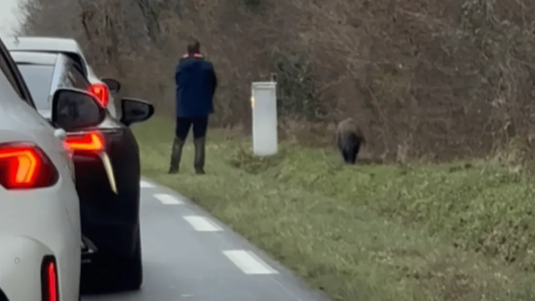Un chasseur de l'Indre tue un sanglier sur le bas-côté d'une route