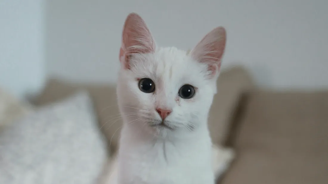 Taïwan : des chats testent de la pâtée à base de ver à soie