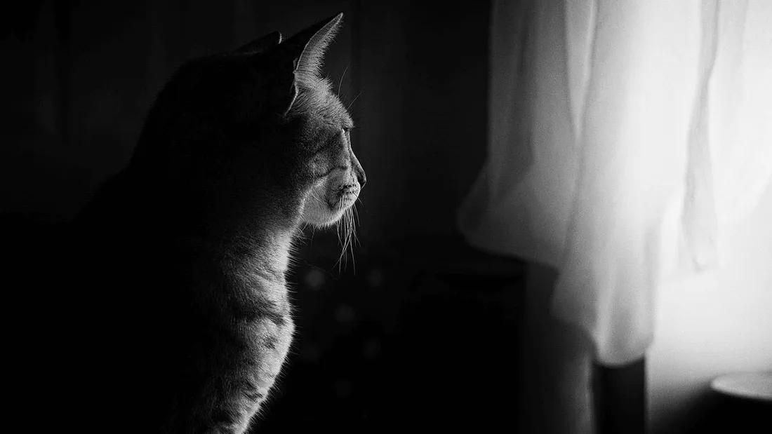 Savoie : une femme jugée pour avoir gardé 111 chats dans des conditions d’hygiène déplorables