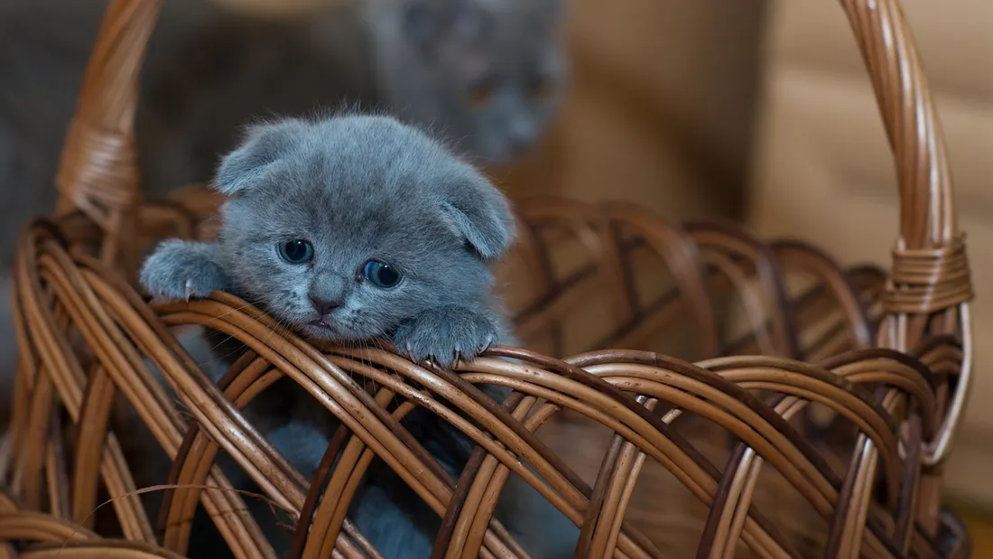 A Landerneau, 220 chats attendent d'être adoptés.
