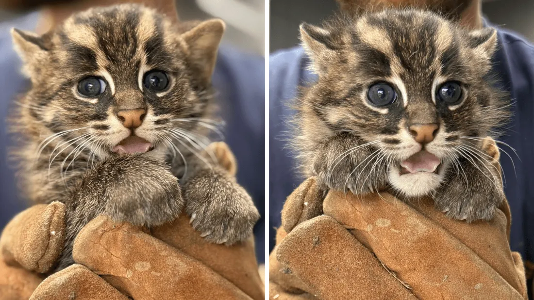 Chatons pêcheurs Zoo de La Flèche