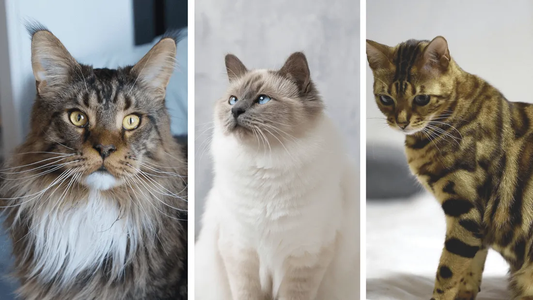 Chats de race préférés des français en 2021