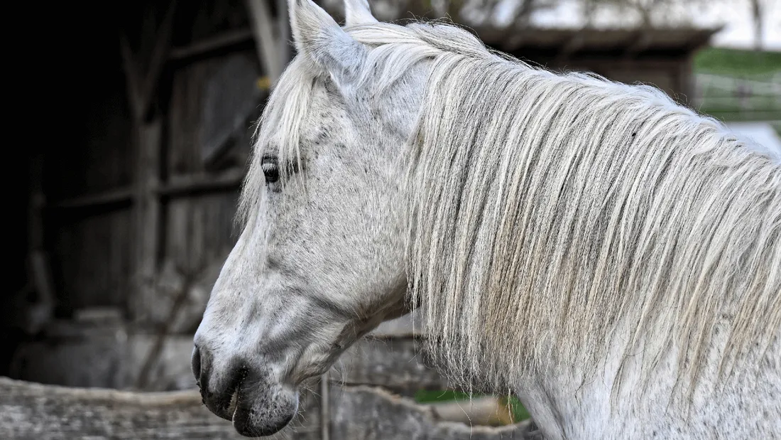 Le cheval était en divagation au moment de l'accident