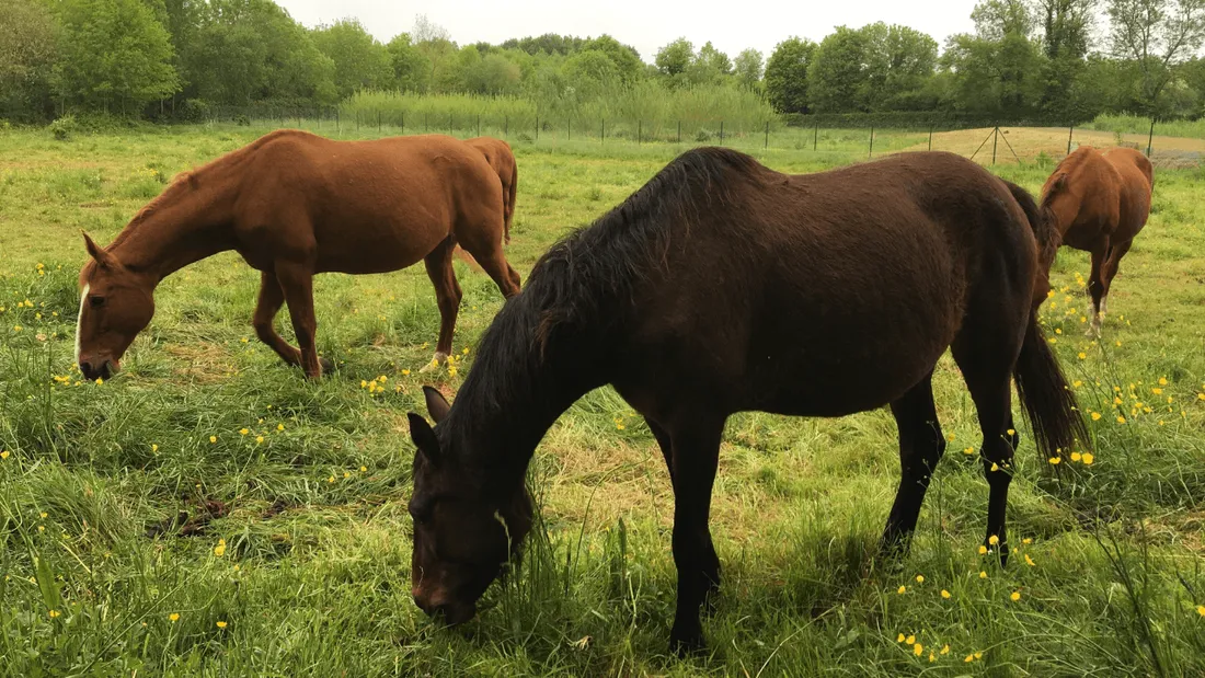 Chevaux dans un champ