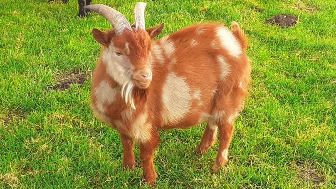 L'une des chèvres miniatures volées.