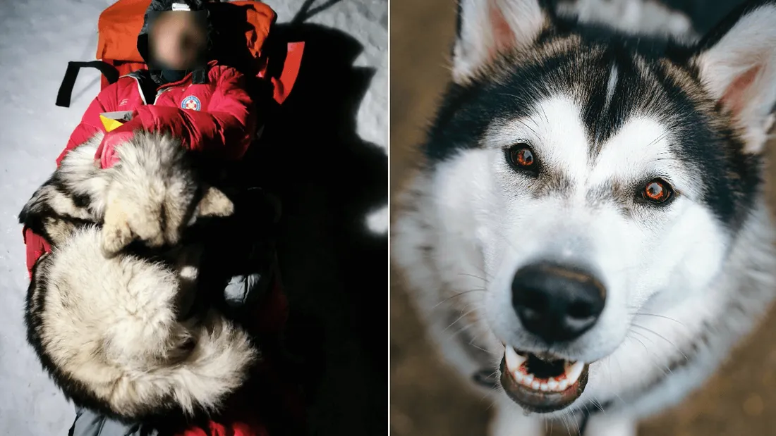 Un chien sauve un randonneur dans la montagne croate
