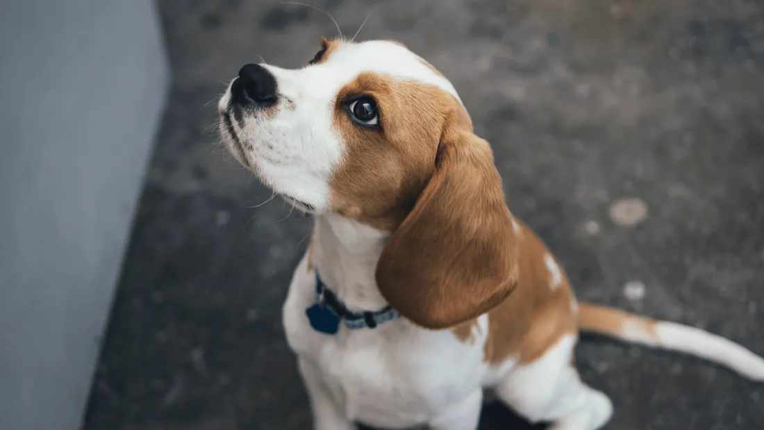 Un Français sur deux prêt à adopter un animal de compagnie 