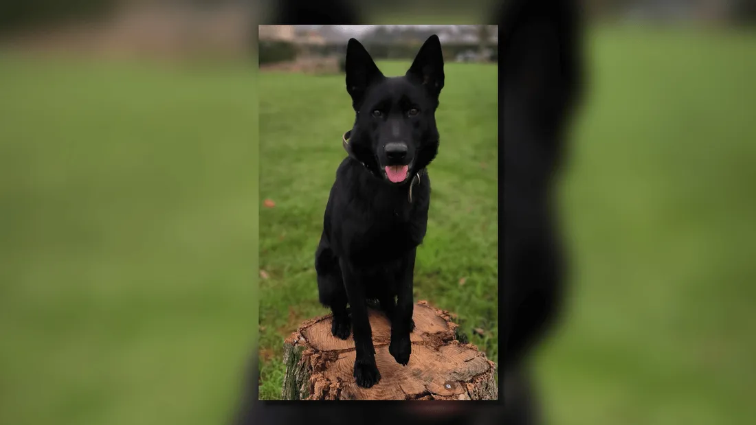 Chien Swatie brigade Indre-et-Loire