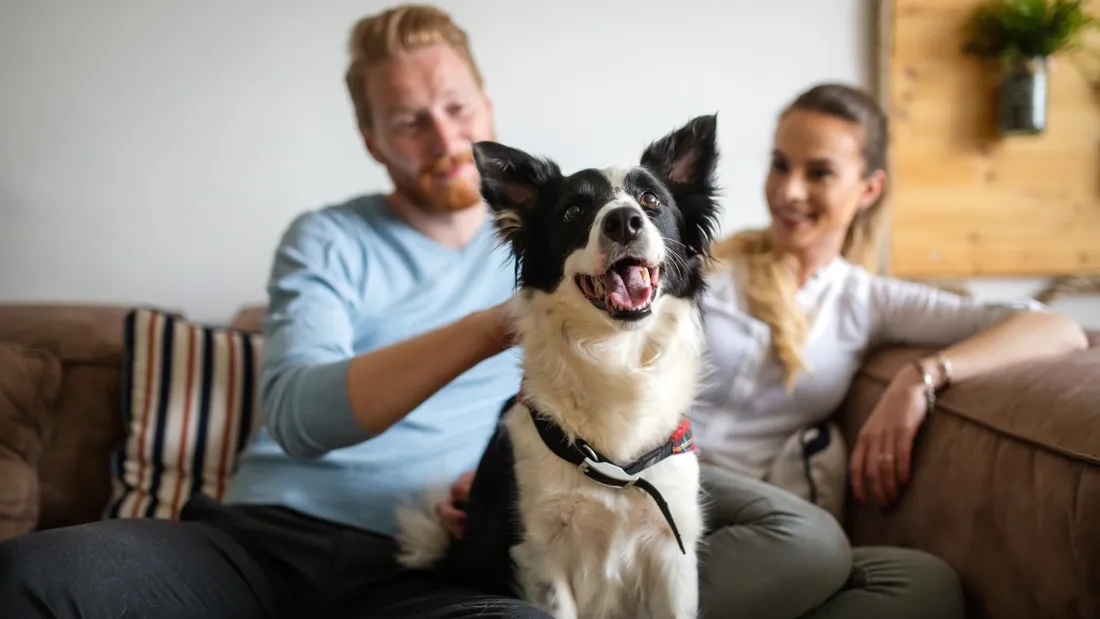 Rover a dressé le classement des chiens les plus populaire en Pays de la Loire 
