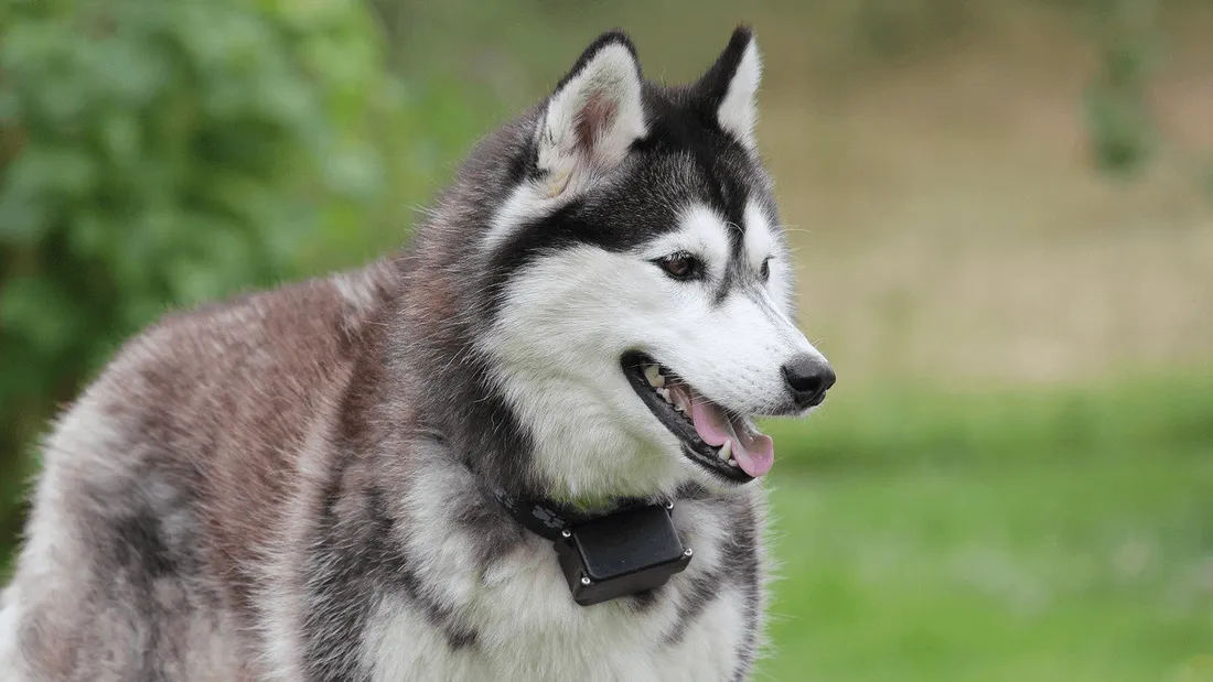 Le chien victime de l'acte de cruauté était un husky