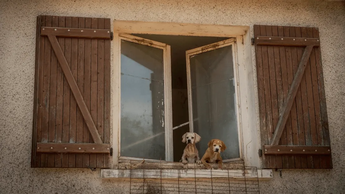 Chiens sauvés dans l'Indre