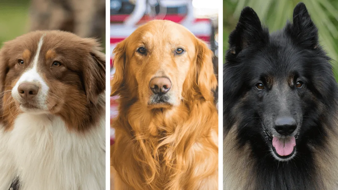 Chiens de race préférés des français en 2021