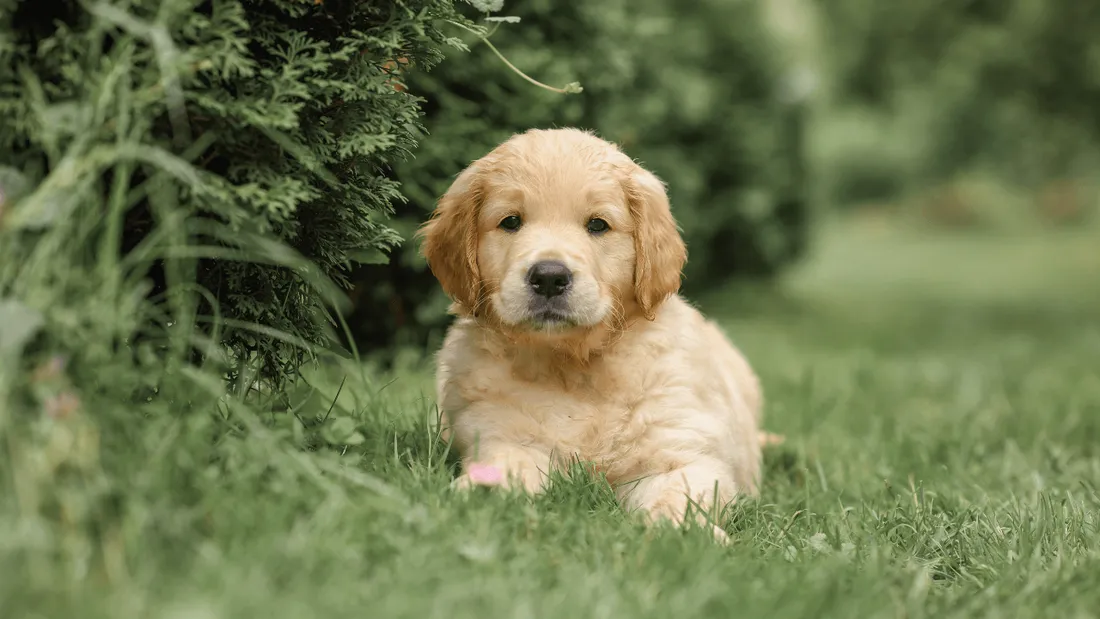 Chiot