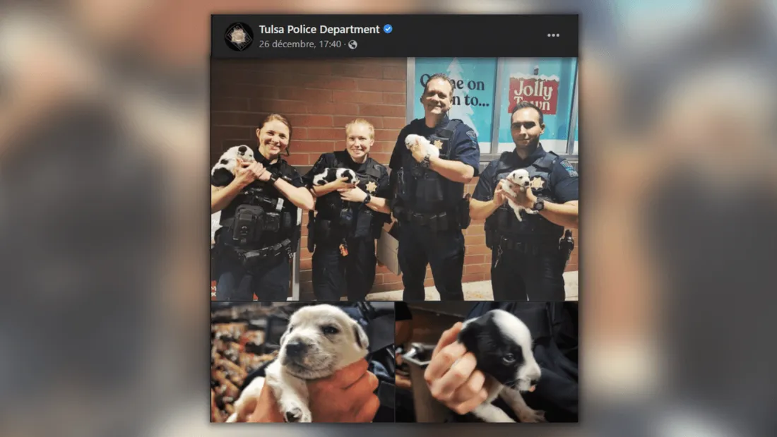 États-Unis : Un commissariat de police adopte des chiots abandonnés à Noël