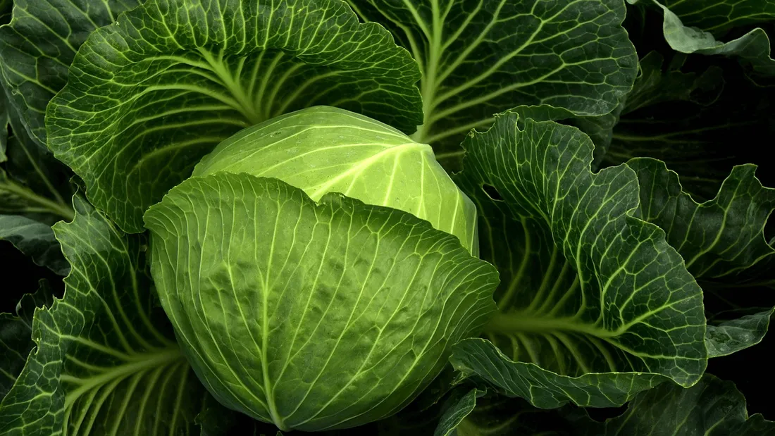 Le Premier ministre australien réagi à la polémique du « chou-gate »