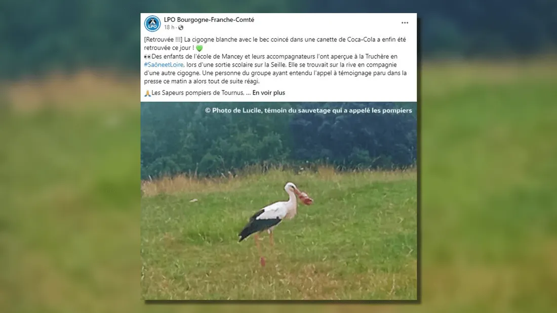 Une fin heureuse pour la cigogne au bec coincé dans une canette de Coca-Cola