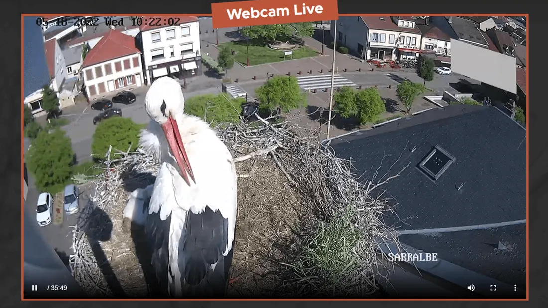 Une cigogne jette son petit hors du nid et choque les internautes