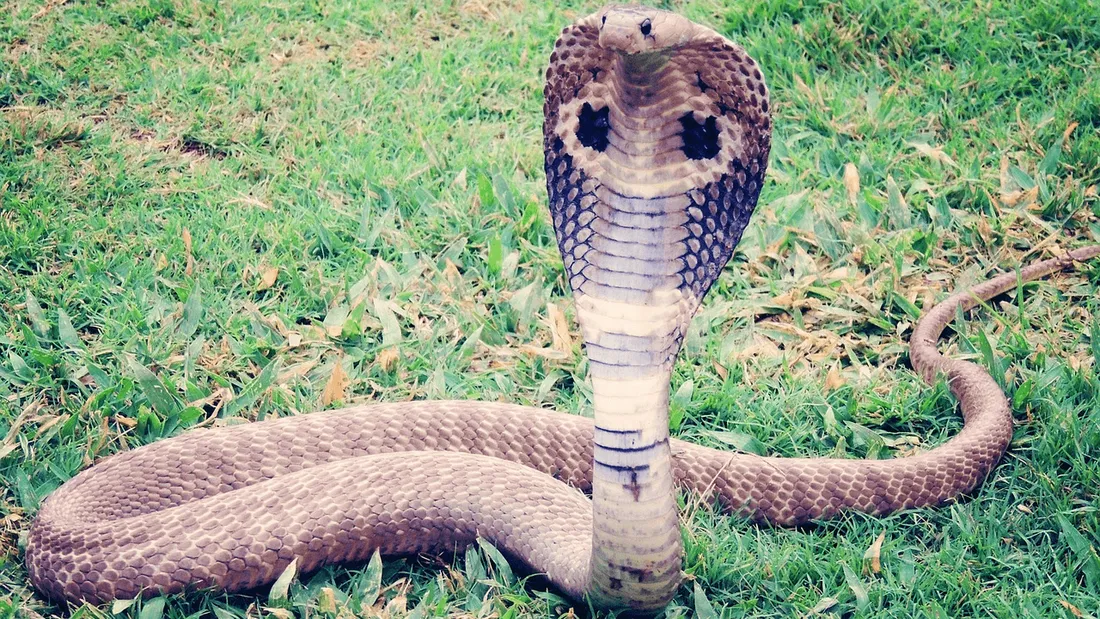 Un enfant survit à une attaque de cobra en le mordant 