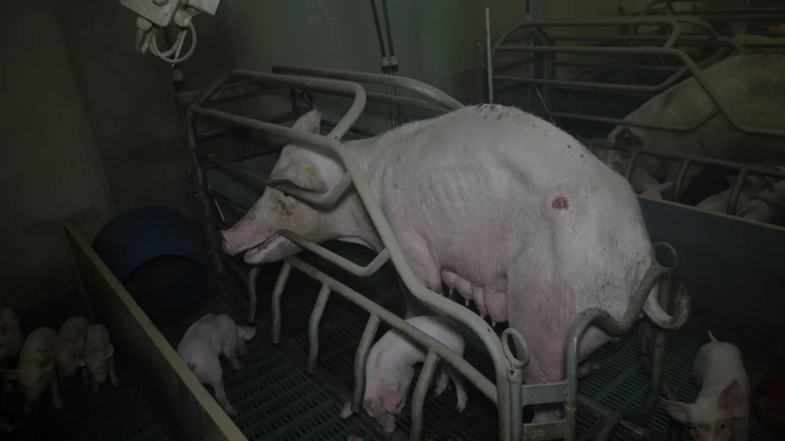 Un cochon amaigri et blessé.