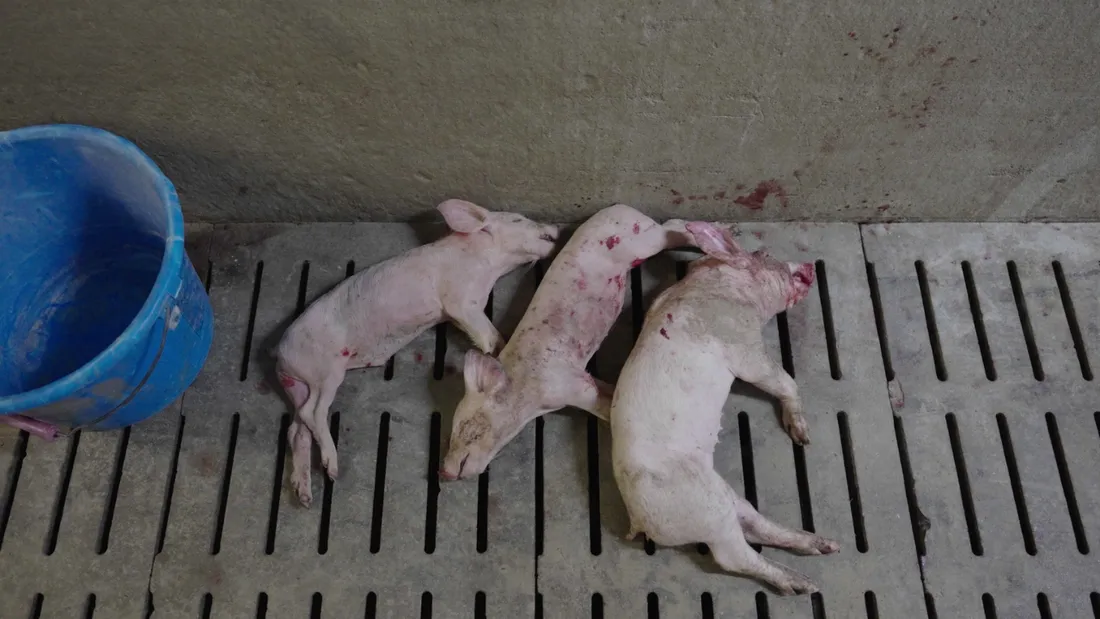 L214 dénonce des conditions d'élevage désastreuses.