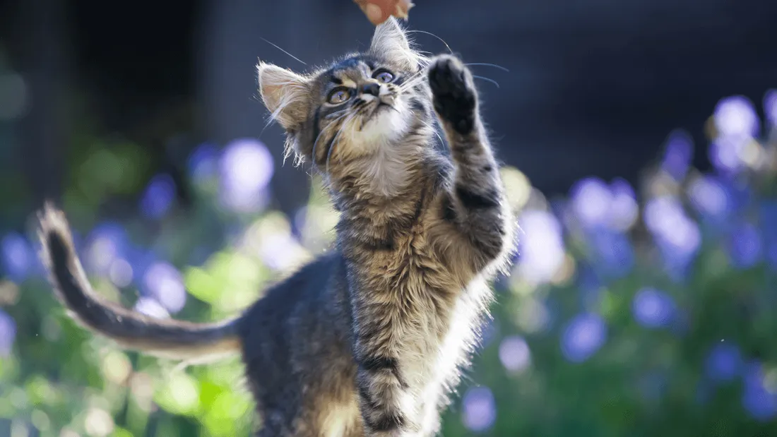 Qui sera élu plus beau chat de Rennes ?