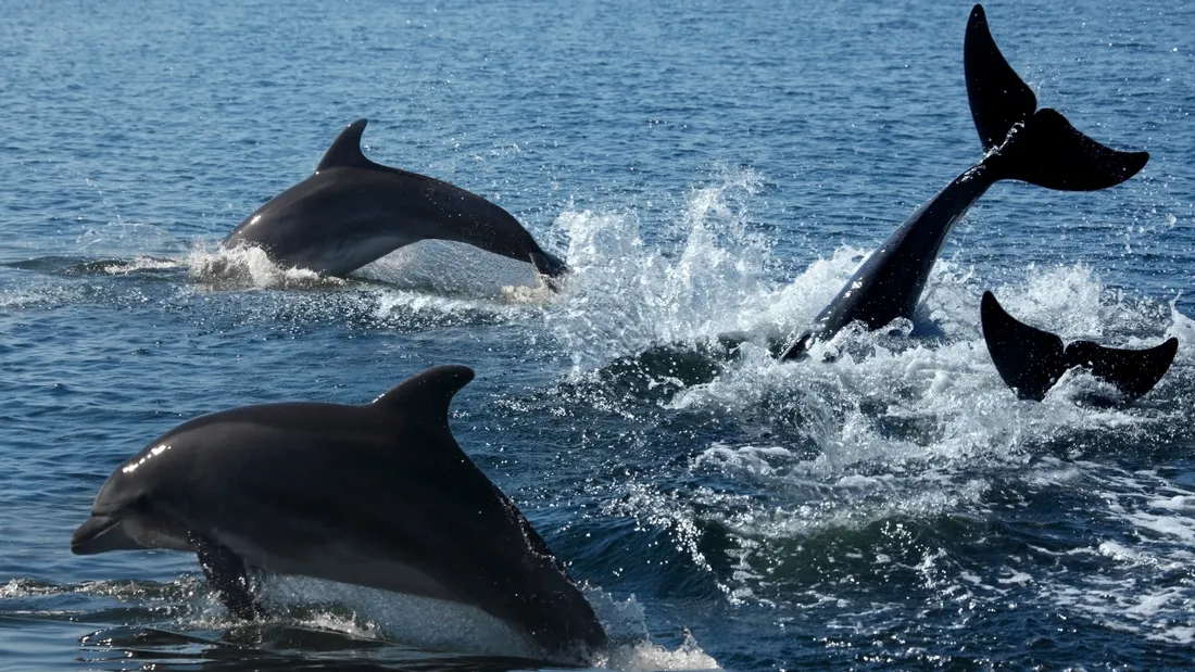 Dauphins
