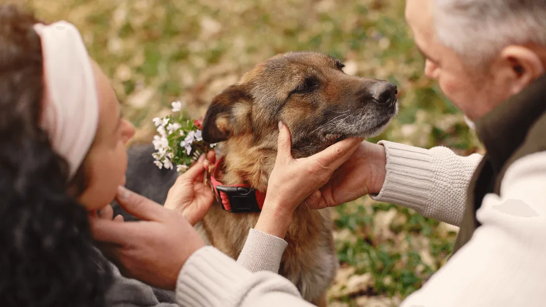 Sera-t-il bientôt possible de se faire inhumer avec son animal de compagnie ?