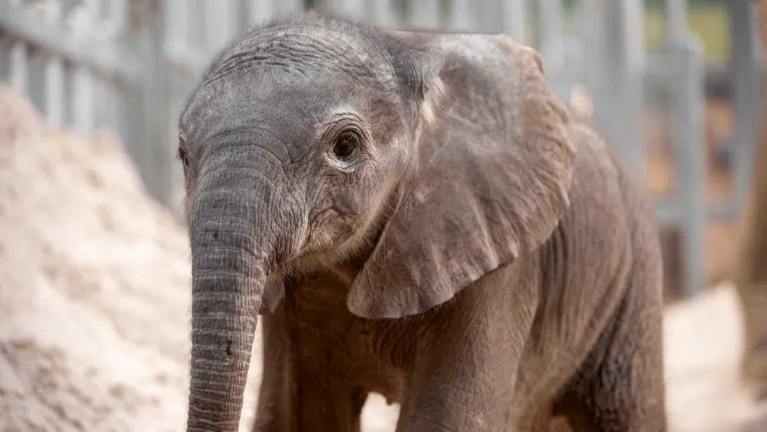 L'éléphanteau né le 15 février 2026 au ZooParc de Beauval