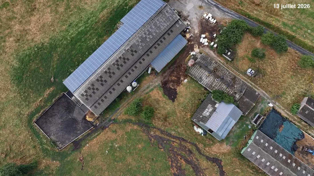 Les images ont été prises cette semaine dans cet élevage de Princé, en Ille-et-Vilaine. 