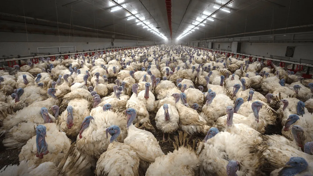 Selon L214, les animaux sont élevés sans aucun accès à l’extérieur et sous éclairage artificiel.