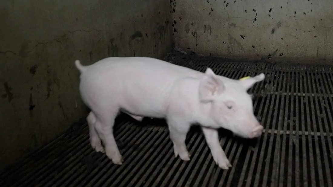 L214 a porté plainte contre ces élevages costarmoricains. 