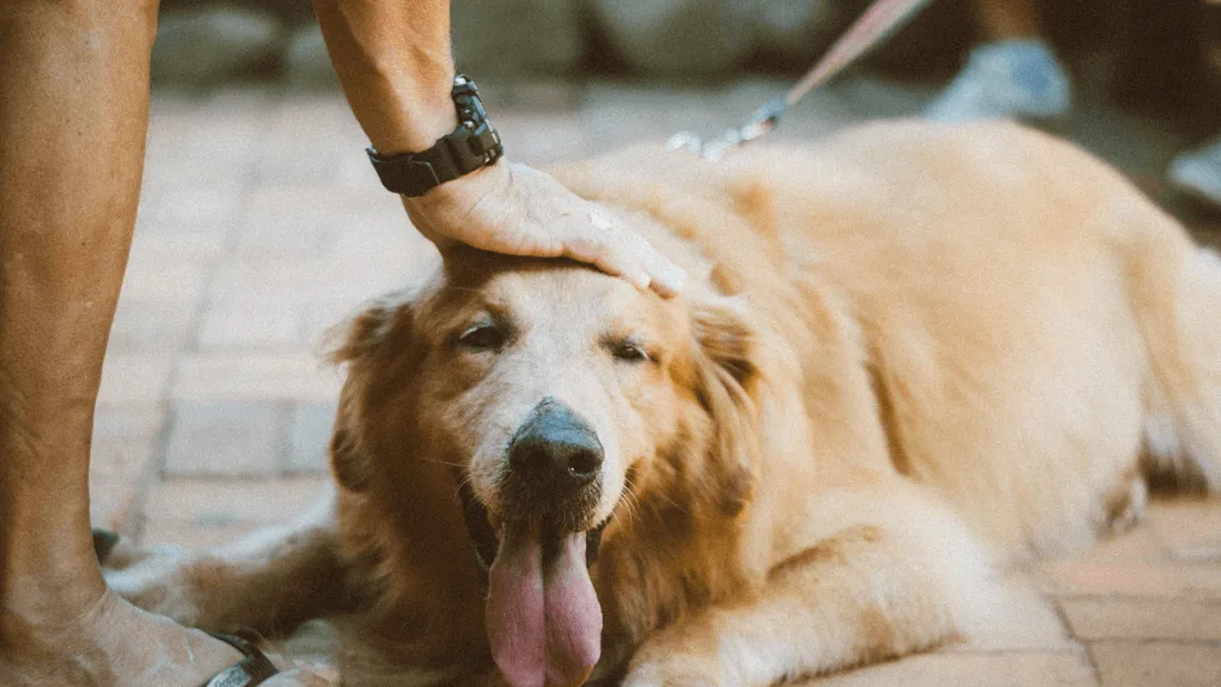 Casting pour une nouvelle émission de dating groupe TF1 