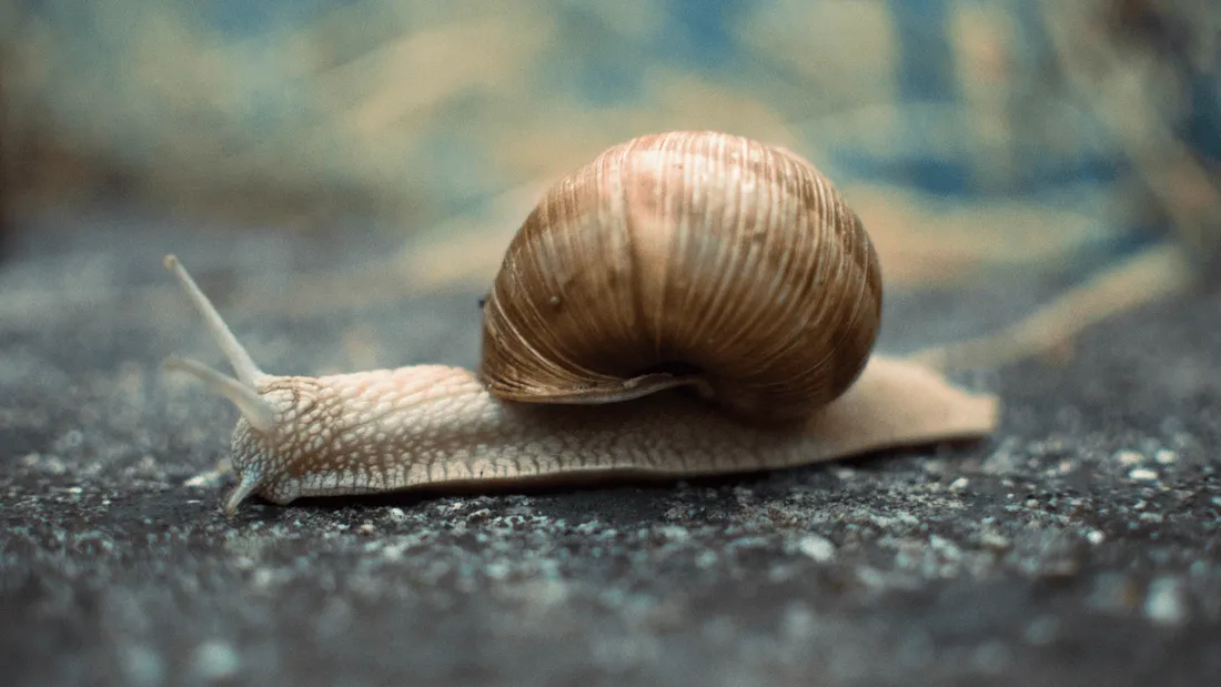 Bretagne : la construction d'une ligne de tram retardée... à cause d'un escargot