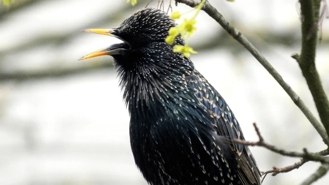 Des buses à La Roche-sur-Yon pour chasser les étourneaux