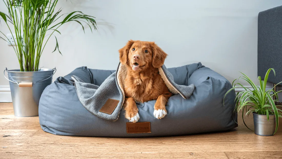 Notre animal domestique ? Un membre de la famille pour beaucoup d’entre nous