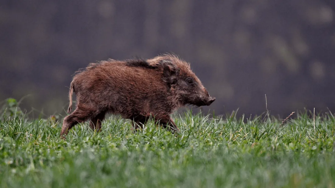 Un étudiant crée un répulsif à base d’urine humaine