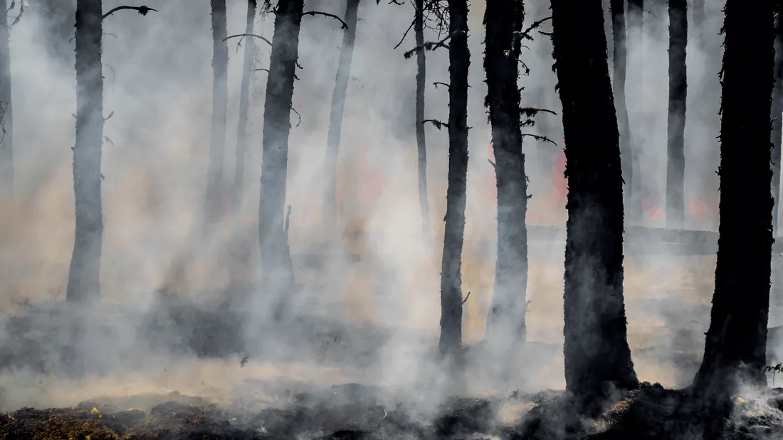 Sécheresse en Maine-et-Loire : certaines activités interdites en forêt