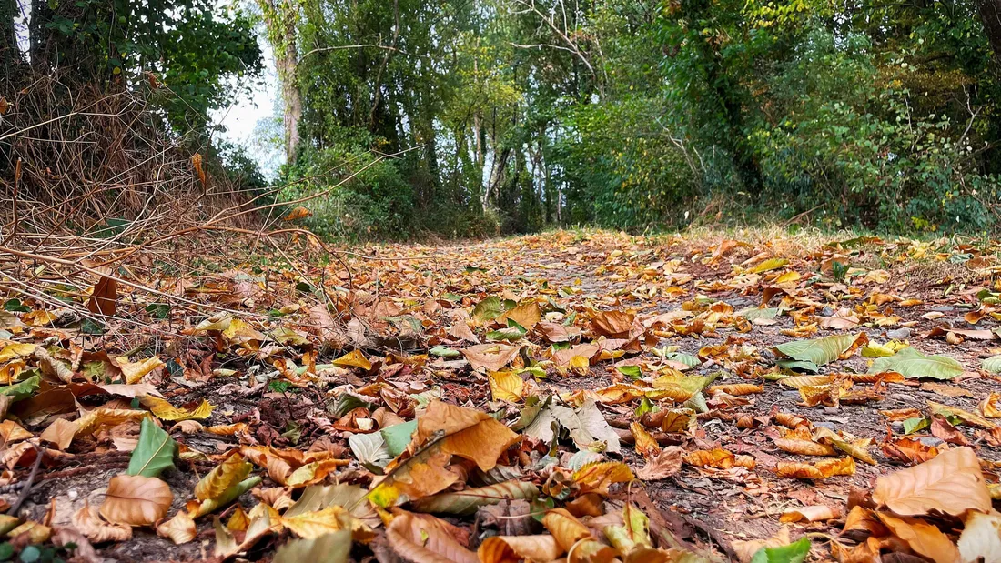 les feuilles mortes s'accumulent un mois avant la fin de l'été