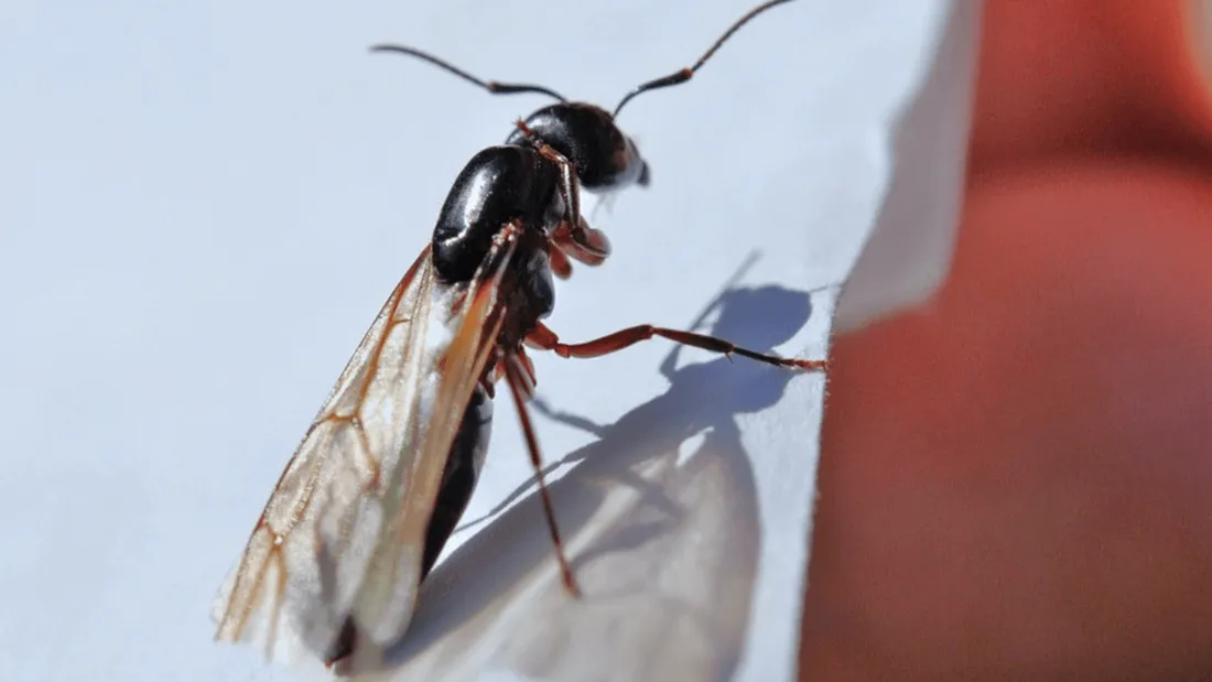 Invasion de fourmis volantes sur un terrain de foot