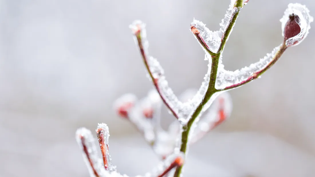 Gel d'avril : Castex promet d'être "aux côtés des agriculteurs touchés"