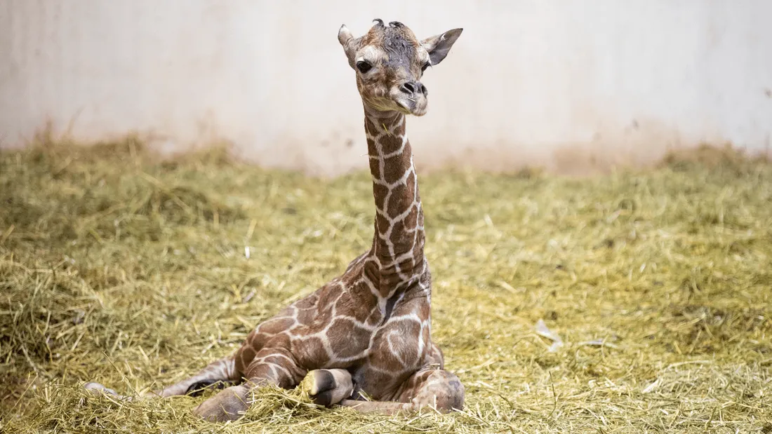 Naissance d'un girafon au ZooParc de Beauval !