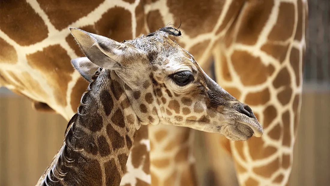 Melman mesure déjà 1,70m et pèse 55 kilos 