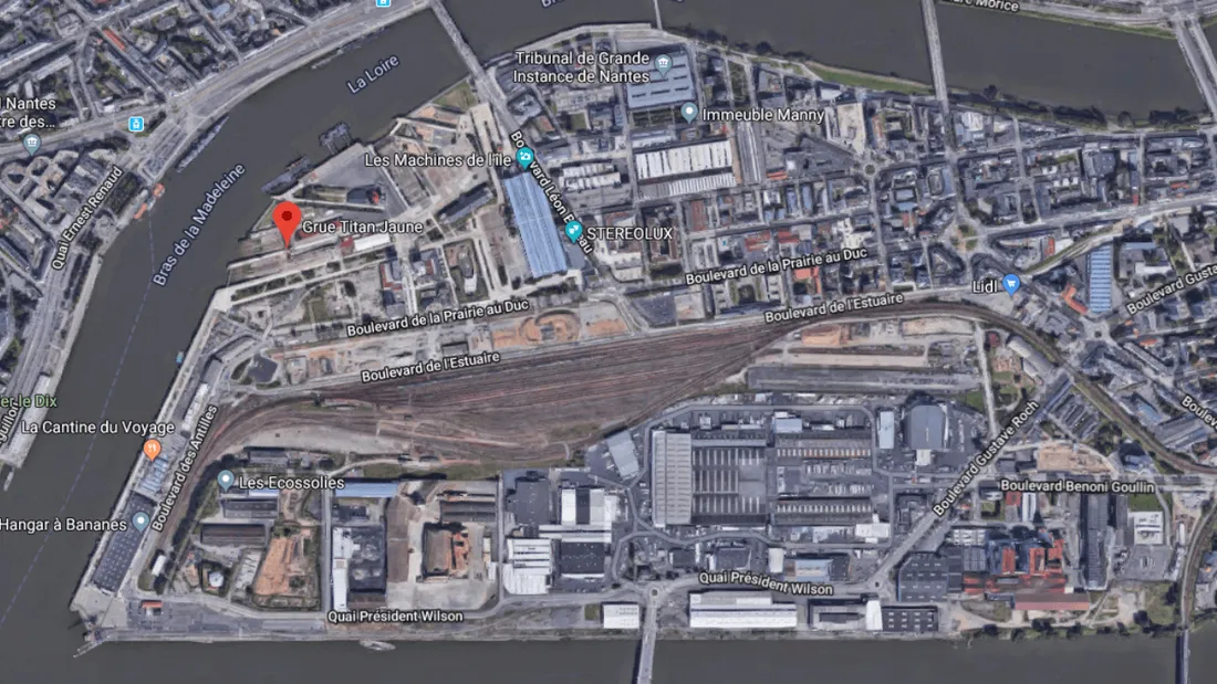 Grue jaune Nantes