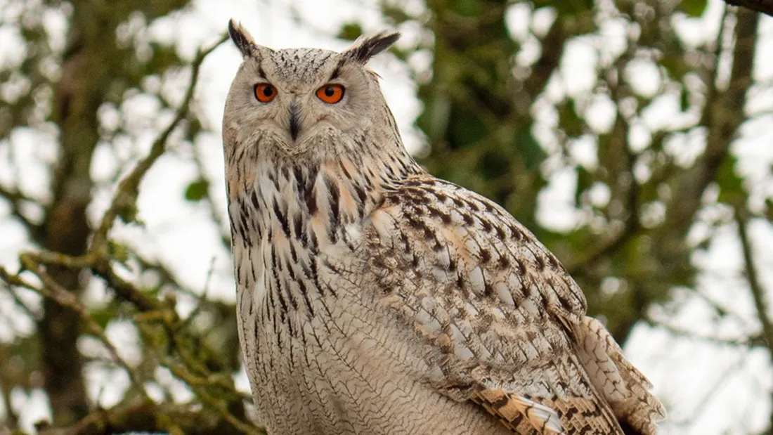 Eos, hibou grand-duc de Sibérie - Legendia Parc